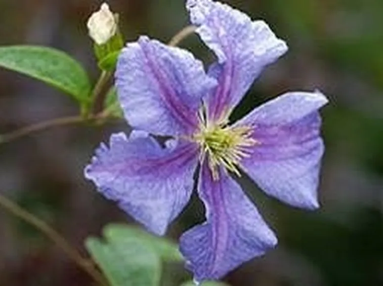 fiore singolo clematide