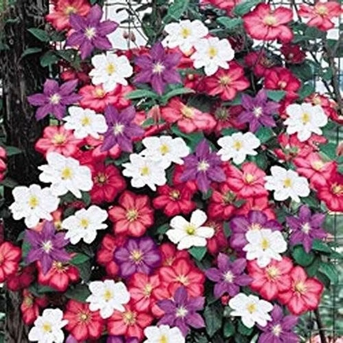 rampicante