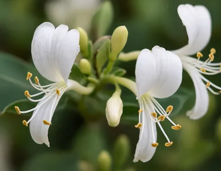 fiore