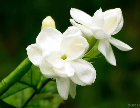 Particolare di gelsomino rampicante
