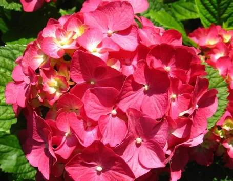 ortensia1