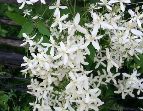 Bellissimi fiori di Clematide