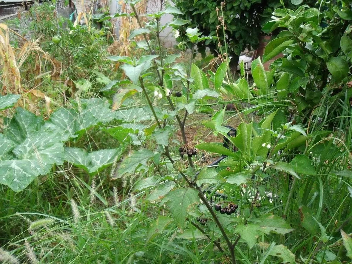 piante selvatiche