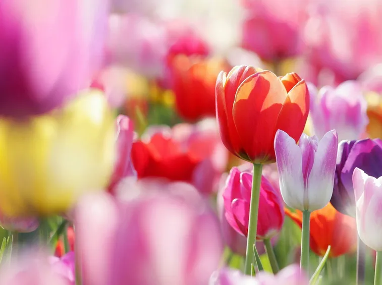tulipani2