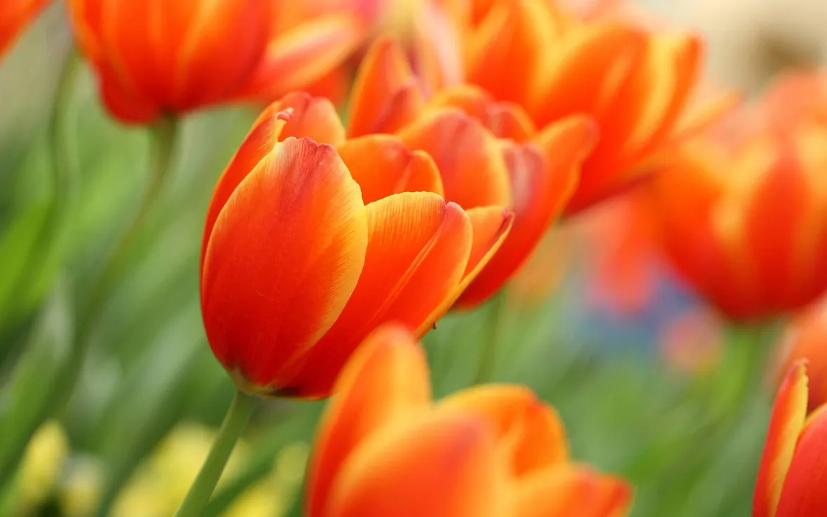 tulipani
