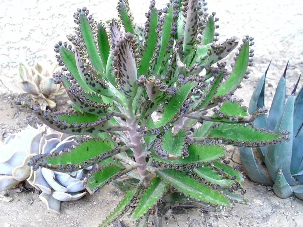 succulente