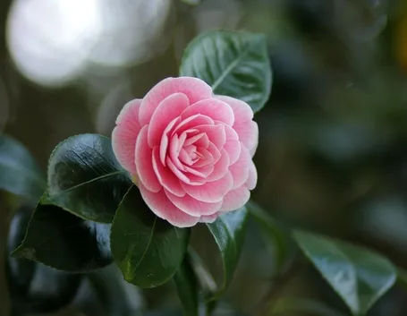 fiore di camelia