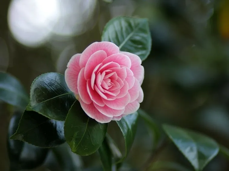 fiore di camelia