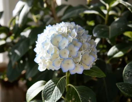 Ortensia bianca