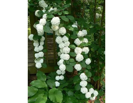 ortensie bianche