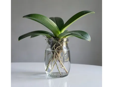 vaso orchidee Cristal Sèvres