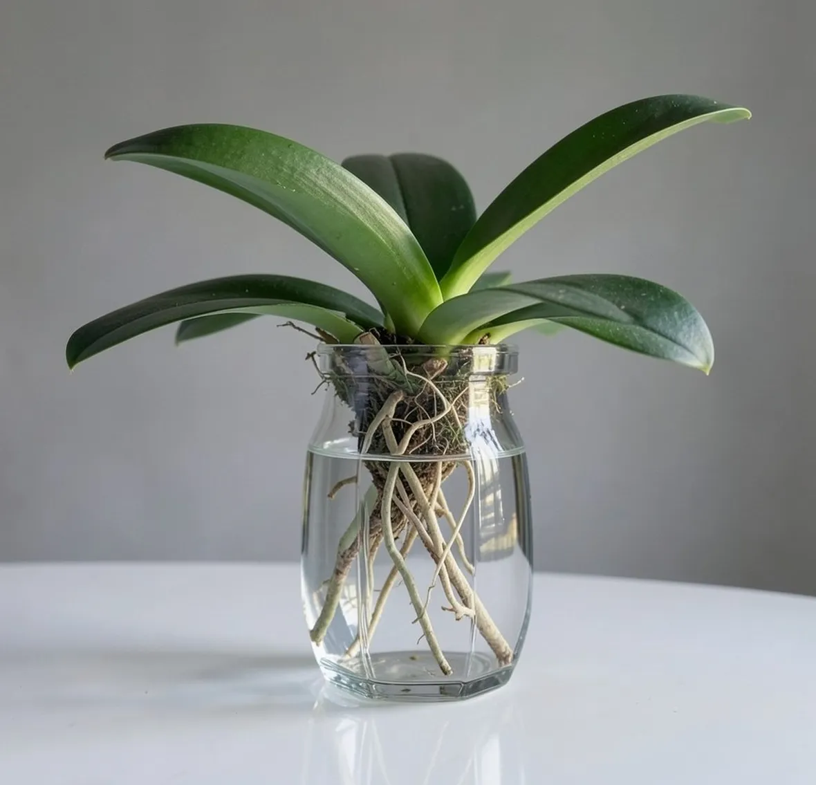 vaso orchidee Cristal Sèvres