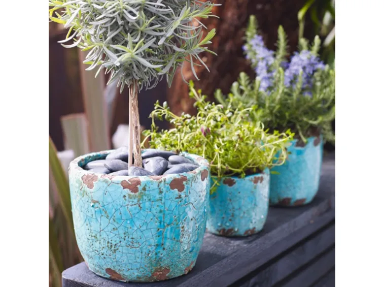Vasi con rami nodosi
