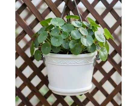 vaso pendente